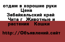 отдам в хорошие руки › Цена ­ 1 - Забайкальский край, Чита г. Животные и растения » Кошки   